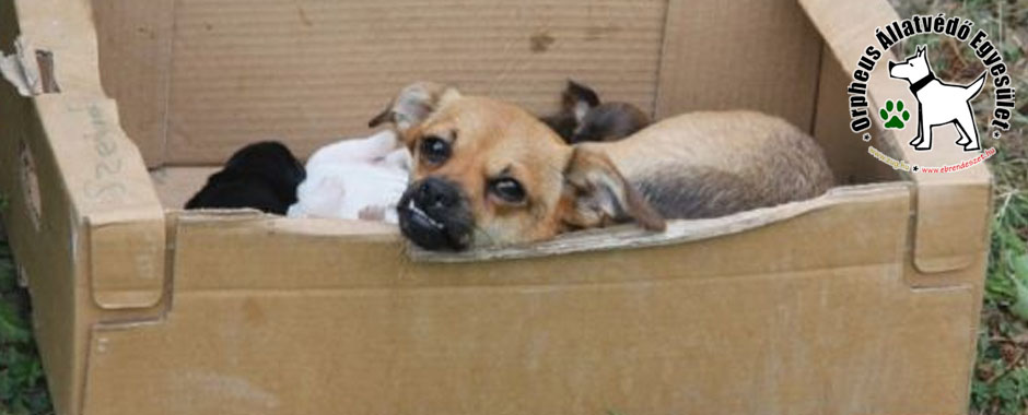 adóbevalláskor adó 1 százalék kutya, cicák, állatmenhely, gazdikereső, adóbevalláskor adó 1% személyi jövedelemadó